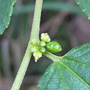 Trema tomentosa var. aspera at Broulee, NSW - 27 Jan 2024