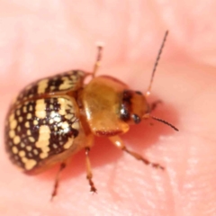 Paropsis pictipennis (Tea-tree button beetle) at Black Mountain - 28 Feb 2024 by ConBoekel