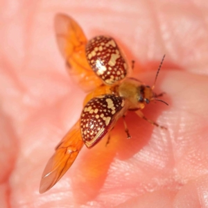 Paropsis pictipennis at Black Mountain - 28 Feb 2024