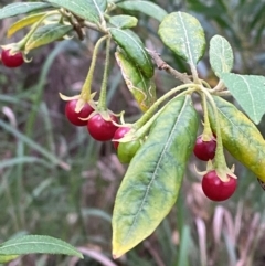 Solanum stelligerum (Devil's Needles) at Broulee Moruya Nature Observation Area - 27 Jan 2024 by Tapirlord