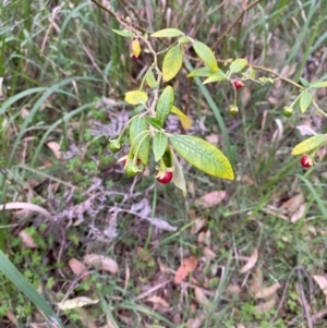 Solanum stelligerum at Broulee, NSW - 27 Jan 2024 07:01 PM