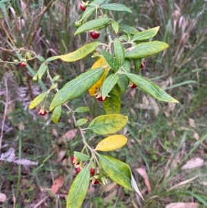 Solanum stelligerum at Broulee, NSW - 27 Jan 2024 07:01 PM