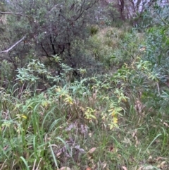 Solanum stelligerum at Broulee, NSW - 27 Jan 2024