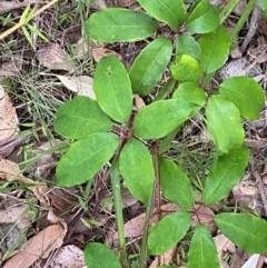 Cissus hypoglauca (Giant Water Vine) at Moruya, NSW - 27 Jan 2024 by Tapirlord