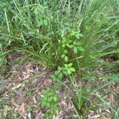 Cissus hypoglauca at Batemans Marine Park - 27 Jan 2024