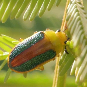 Calomela parilis at O'Connor, ACT - 28 Feb 2024