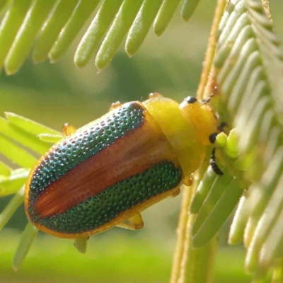 Calomela parilis (Leaf beetle) at O'Connor, ACT - 28 Feb 2024 by ConBoekel