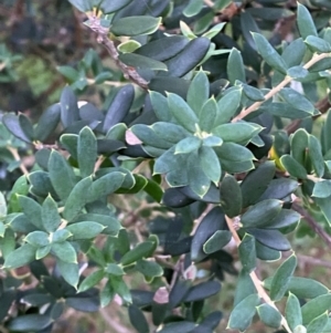 Monotoca elliptica at Moruya, NSW - 27 Jan 2024