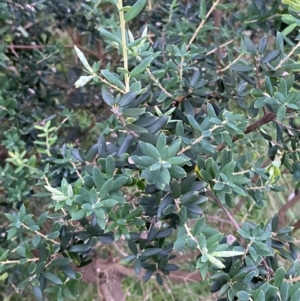 Monotoca elliptica at Moruya, NSW - 27 Jan 2024