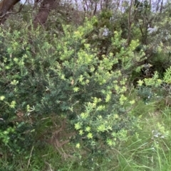 Monotoca elliptica at Moruya, NSW - 27 Jan 2024