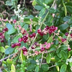 Rhagodia candolleana subsp. candolleana (Seaberry Saltbush) at Broulee Moruya Nature Observation Area - 27 Jan 2024 by Tapirlord