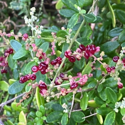 Rhagodia candolleana subsp. candolleana (Seaberry Saltbush) at Moruya, NSW - 27 Jan 2024 by Tapirlord