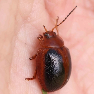 Dicranosterna immaculata (Acacia leaf beetle) at Black Mountain - 28 Feb 2024 by ConBoekel