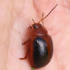 Dicranosterna immaculata (Acacia leaf beetle) at O'Connor, ACT - 27 Feb 2024 by ConBoekel