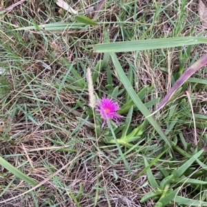 Carpobrotus glaucescens at Moruya, NSW - 27 Jan 2024