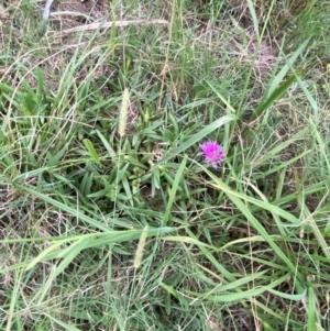 Carpobrotus glaucescens at Moruya, NSW - 27 Jan 2024