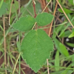 Rubus anglocandicans (Blackberry) at O'Connor, ACT - 28 Feb 2024 by ConBoekel