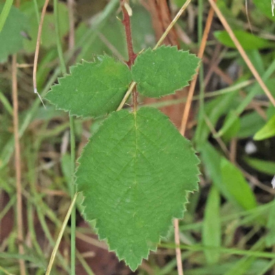 Rubus anglocandicans (Blackberry) at O'Connor, ACT - 28 Feb 2024 by ConBoekel