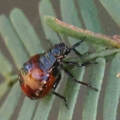 Oechalia schellenbergii (Spined Predatory Shield Bug) at O'Connor, ACT - 28 Feb 2024 by ConBoekel