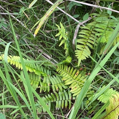 Pellaea falcata (Sickle Fern) at Broulee Moruya Nature Observation Area - 27 Jan 2024 by Tapirlord