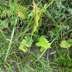 Pellaea falcata at Moruya, NSW - suppressed