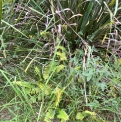 Pellaea falcata at Moruya, NSW - suppressed