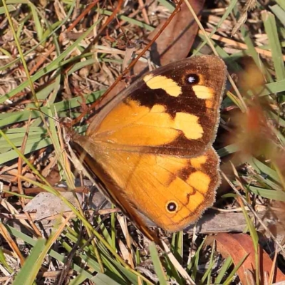 Heteronympha merope (Common Brown Butterfly) at O'Connor, ACT - 28 Feb 2024 by ConBoekel