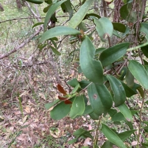 Amyema congener at Broulee, NSW - 27 Jan 2024