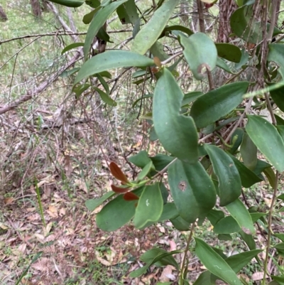 Amyema congener (A Mistletoe) at Broulee Moruya Nature Observation Area - 27 Jan 2024 by Tapirlord
