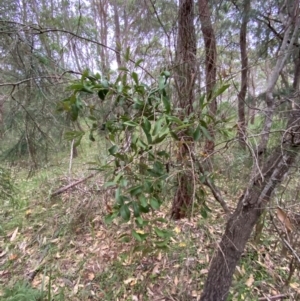 Amyema congener at Broulee, NSW - 27 Jan 2024