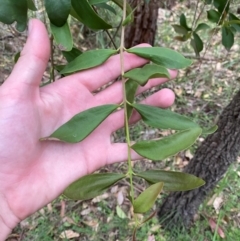 Amyema congener at Broulee, NSW - 27 Jan 2024