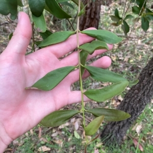 Amyema congener at Broulee, NSW - 27 Jan 2024