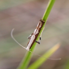 Dialectica scalariella (Echium Leaf Miner) at Cook, ACT - 5 Mar 2024 by CathB