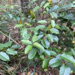 Leichhardtia rostrata (Milk Vine) at Broulee Moruya Nature Observation Area - 27 Jan 2024 by Tapirlord