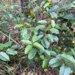 Leichhardtia rostrata (Milk Vine) at Broulee, NSW - 27 Jan 2024 by Tapirlord