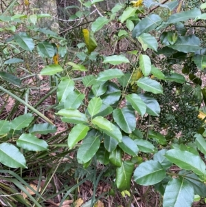 Leichhardtia rostrata at Broulee, NSW - 27 Jan 2024
