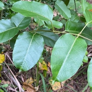 Leichhardtia rostrata at Broulee, NSW - 27 Jan 2024