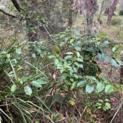 Leichhardtia rostrata at Broulee, NSW - 27 Jan 2024 06:35 PM