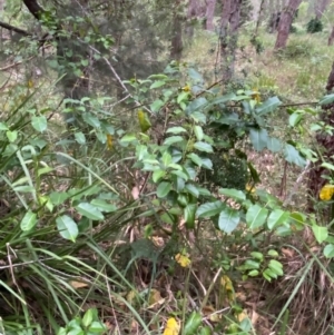 Leichhardtia rostrata at Broulee, NSW - 27 Jan 2024 06:35 PM