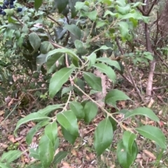 Notelaea longifolia at Broulee, NSW - 27 Jan 2024 06:34 PM