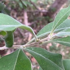 Notelaea longifolia at Broulee, NSW - 27 Jan 2024 06:34 PM