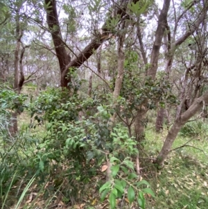 Notelaea longifolia at Broulee, NSW - 27 Jan 2024 06:34 PM