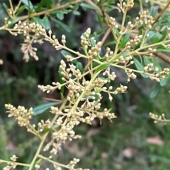 Bursaria spinosa subsp. spinosa (Blackthorn, Boxthorn) at Broulee Moruya Nature Observation Area - 27 Jan 2024 by Tapirlord