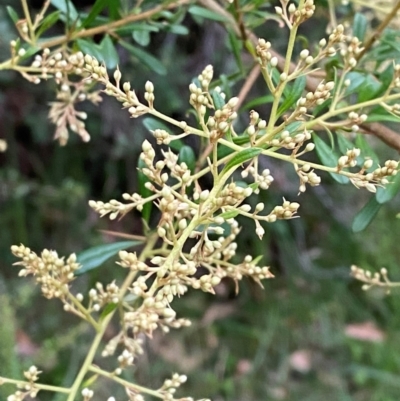 Bursaria spinosa subsp. spinosa (Blackthorn, Boxthorn) at Broulee Moruya Nature Observation Area - 27 Jan 2024 by Tapirlord