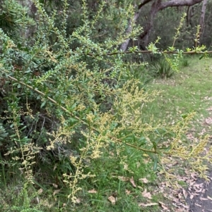 Bursaria spinosa subsp. spinosa at Broulee, NSW - 27 Jan 2024