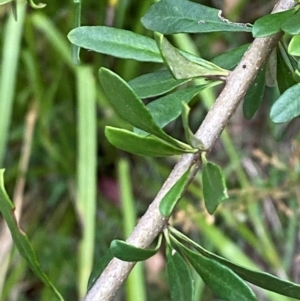 Bursaria spinosa subsp. spinosa at Broulee, NSW - 27 Jan 2024