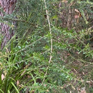 Bursaria spinosa subsp. spinosa at Broulee, NSW - 27 Jan 2024 06:32 PM
