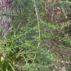 Bursaria spinosa subsp. spinosa at Broulee, NSW - 27 Jan 2024