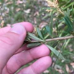 Bursaria spinosa subsp. spinosa at Broulee, NSW - 27 Jan 2024