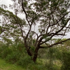 Eucalyptus botryoides at Broulee Moruya Nature Observation Area - 27 Jan 2024
